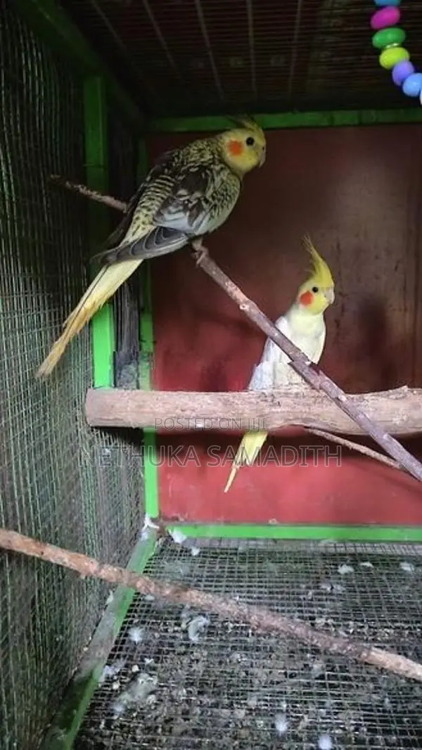 Cockatiel Birds