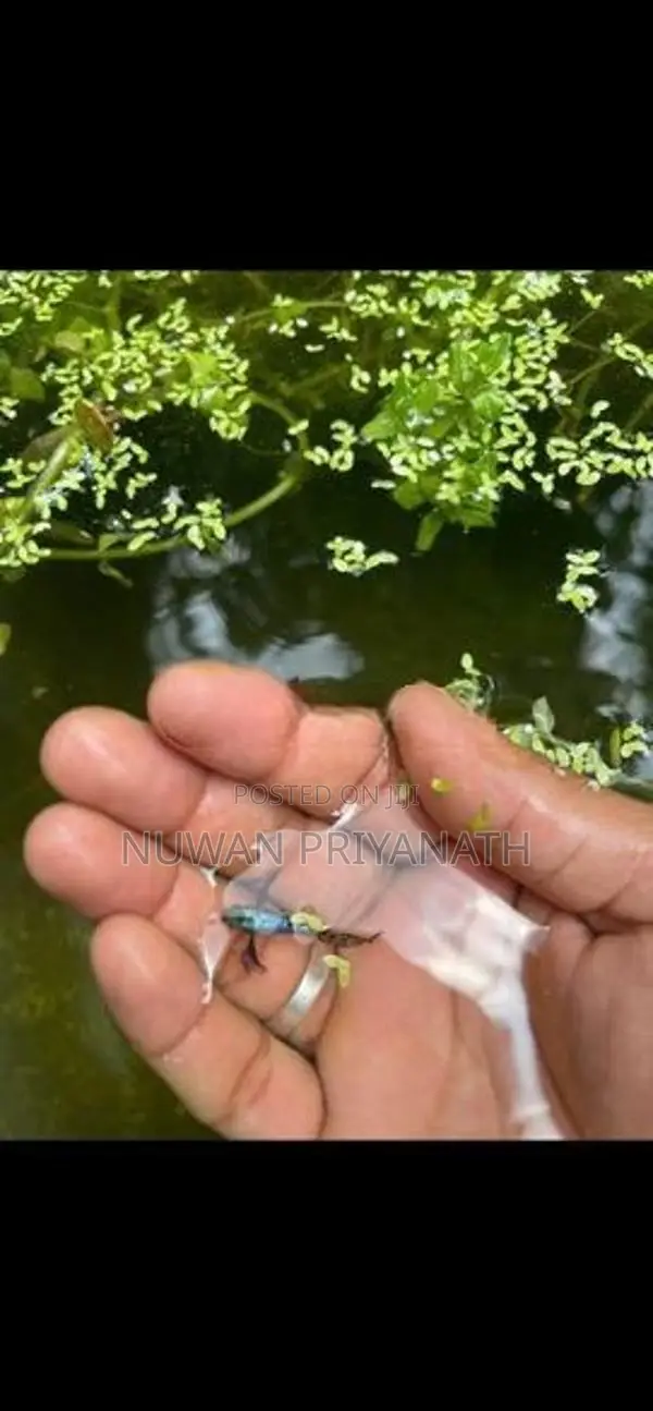 Gappi Fish