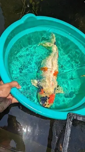 Koi Fish