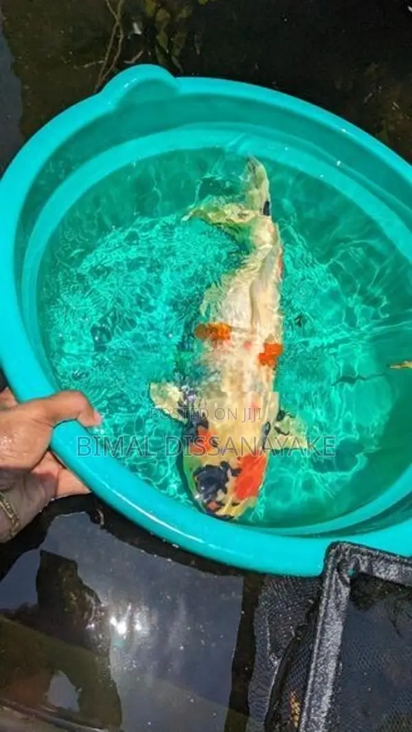 Koi Fish