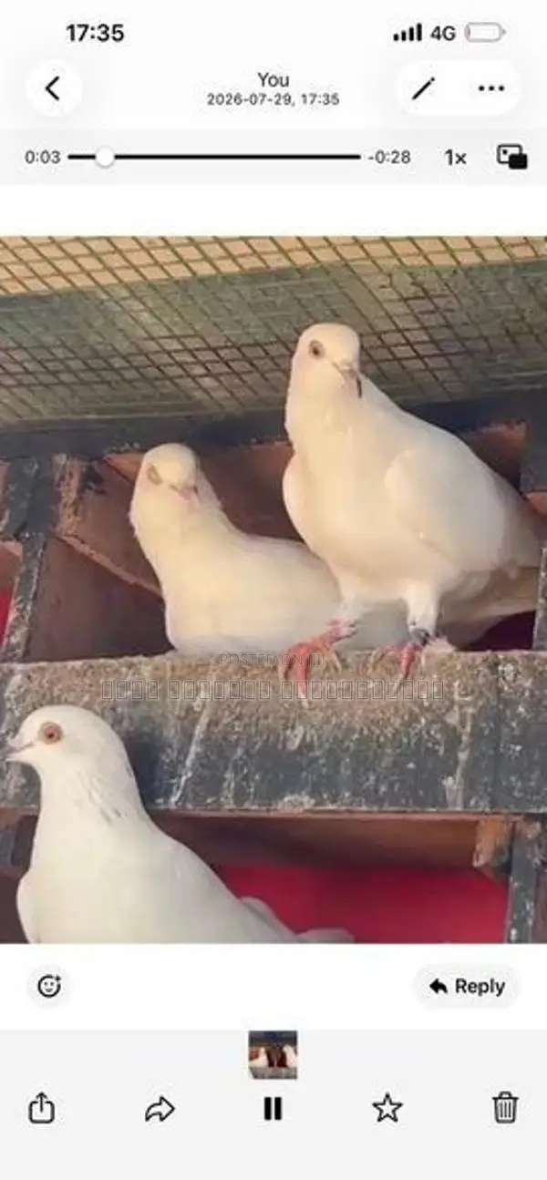 Pigeon