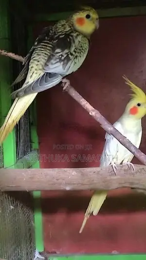 Cockatiel Birds