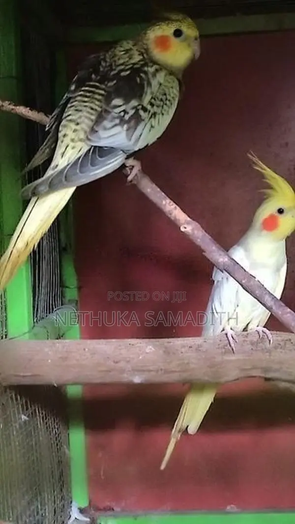 Cockatiel Birds