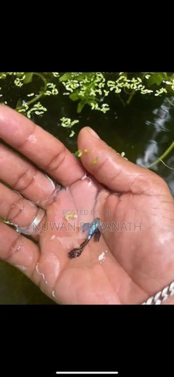 Gappi Fish