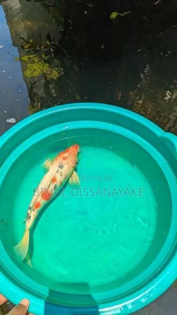 Koi Fish