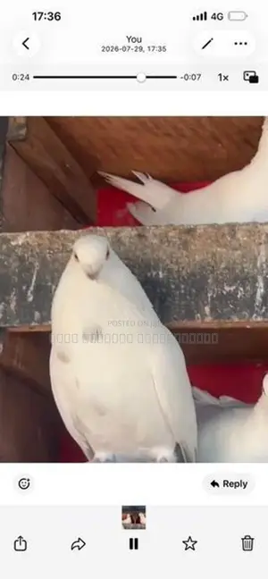 Pigeon