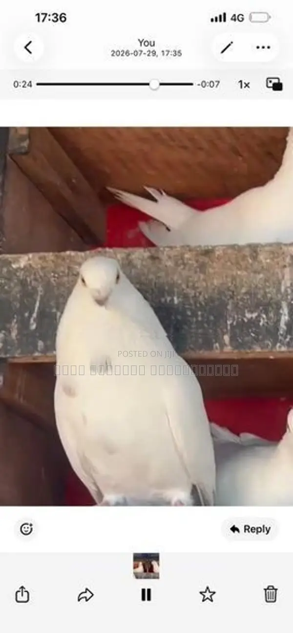 Pigeon