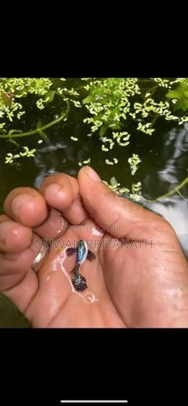 Gappi Fish
