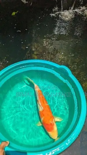 Koi Fish