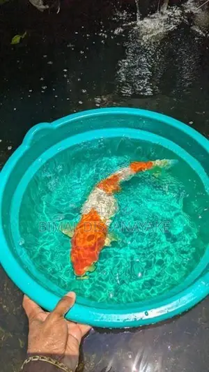 Koi Fish