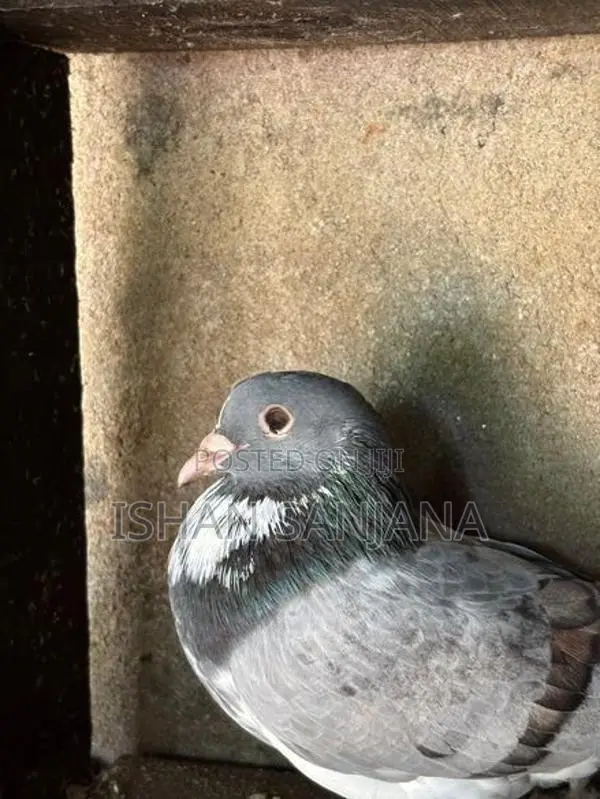 Pigeons