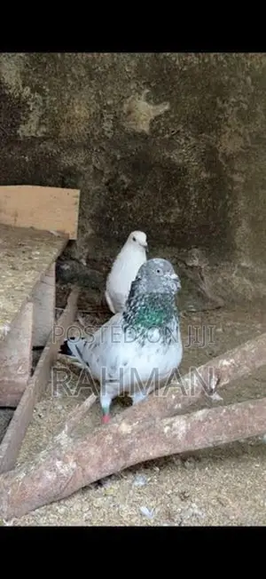 Pigeons