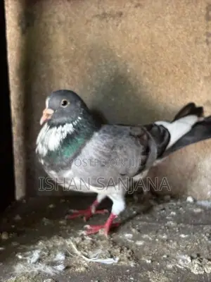Pigeons