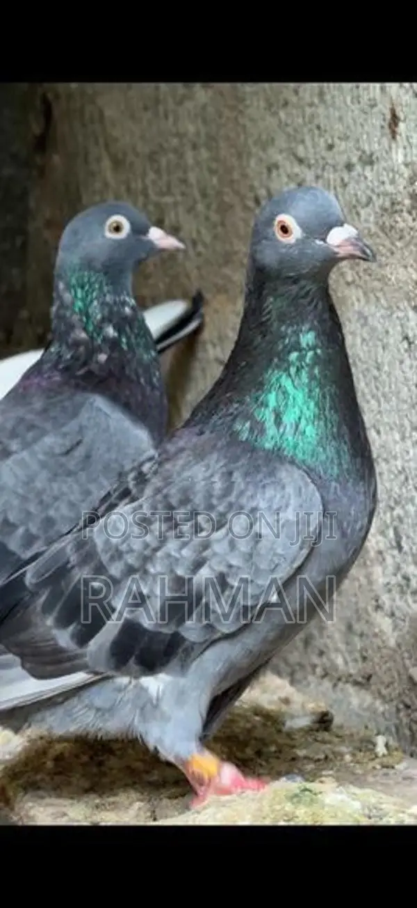 Pigeons