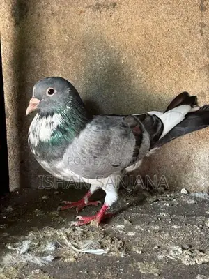Pigeons