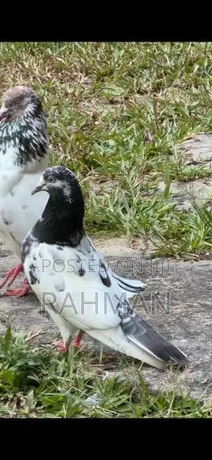 Pigeons