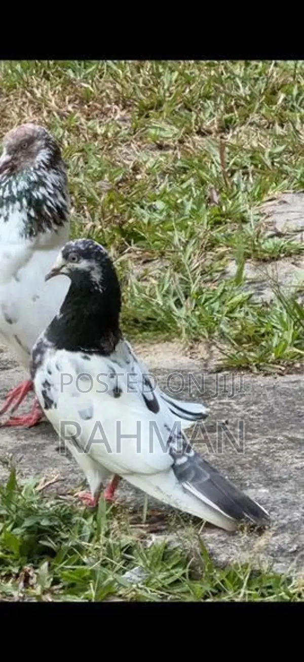 Pigeons