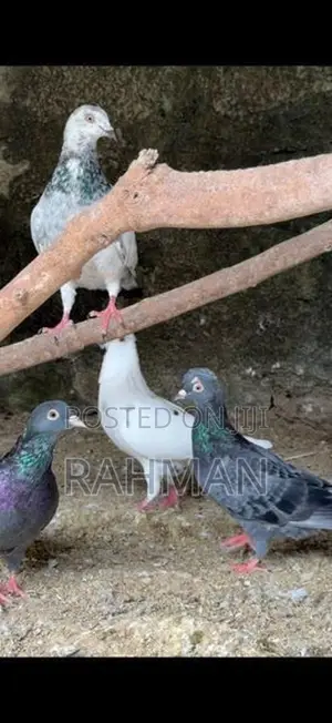 Pigeons