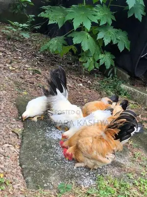 Bantam Chicken