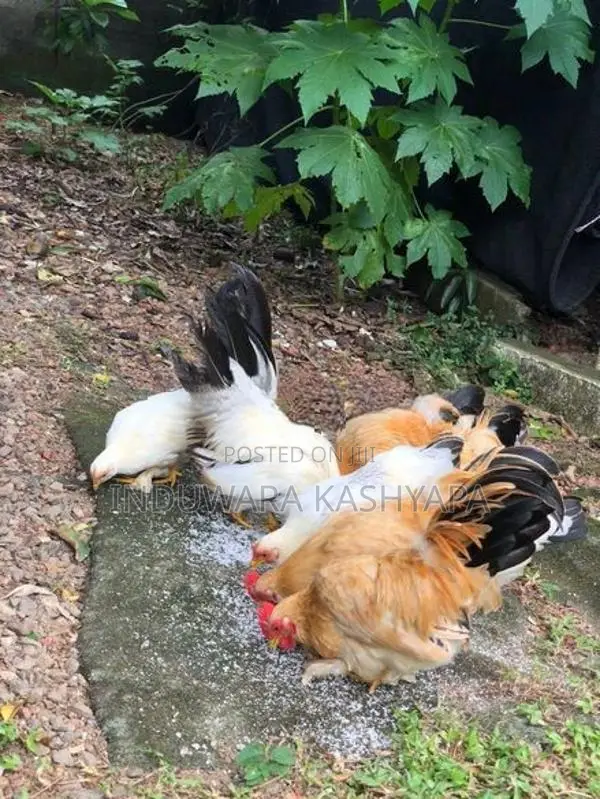 Bantam Chicken