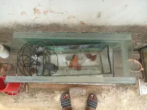 මාලු ටැංකි