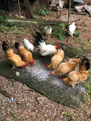 Bantam Chicken