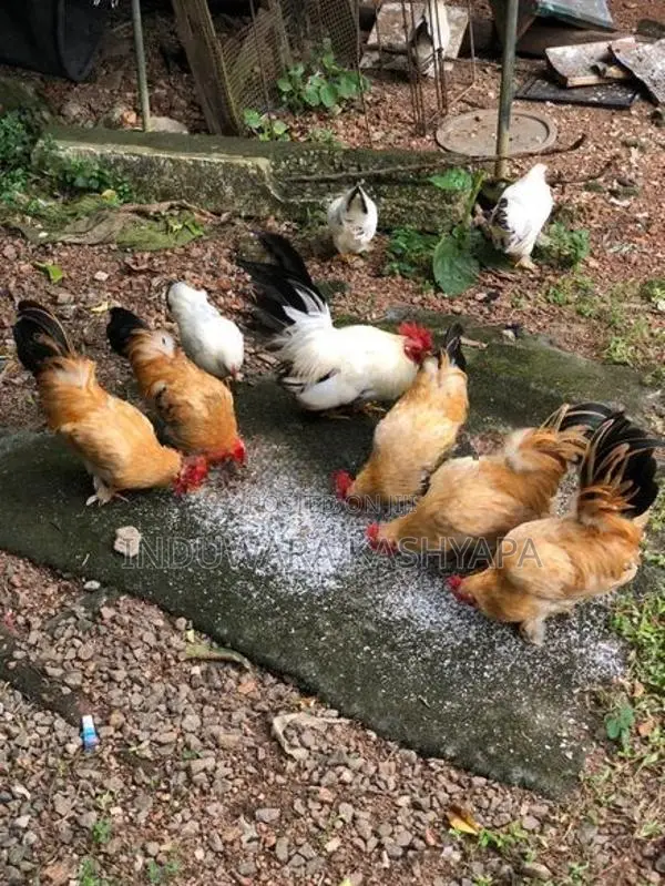 Bantam Chicken