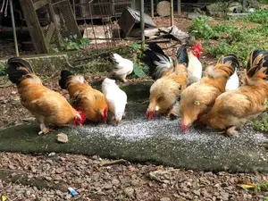 Bantam Chicken