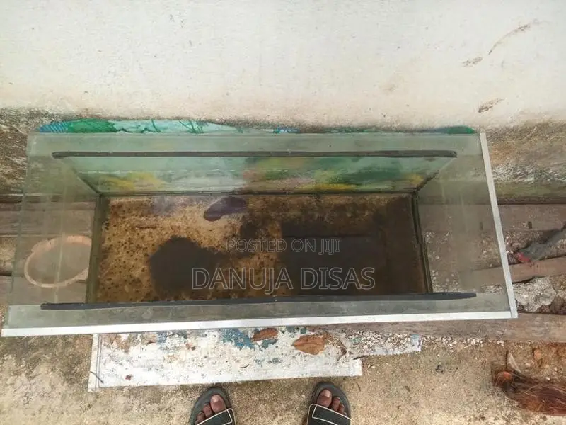 මාලු ටැංකි