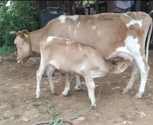 Milk Cow