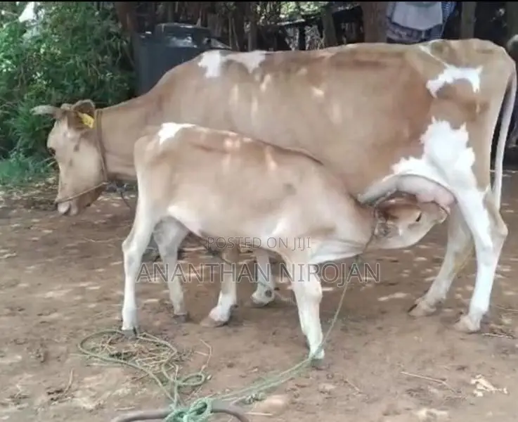 Milk Cow