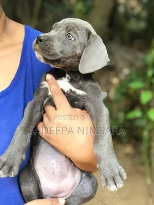 Cane Corso puppy
