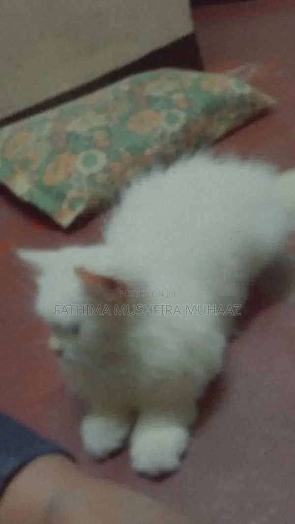 Persian Cat