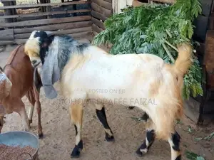 Jamnapari Male Goat