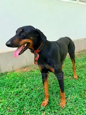 Doberman Dog