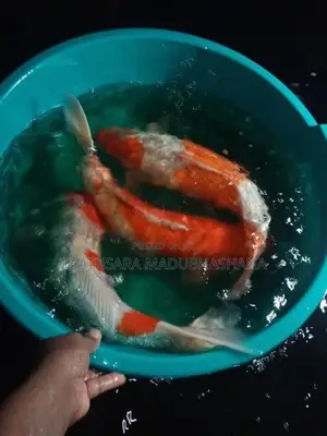 Koi Carp Fish