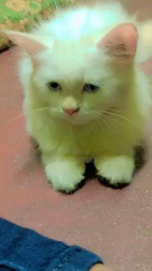 Persian Cat