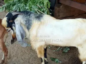 Jamnapari Male Goat