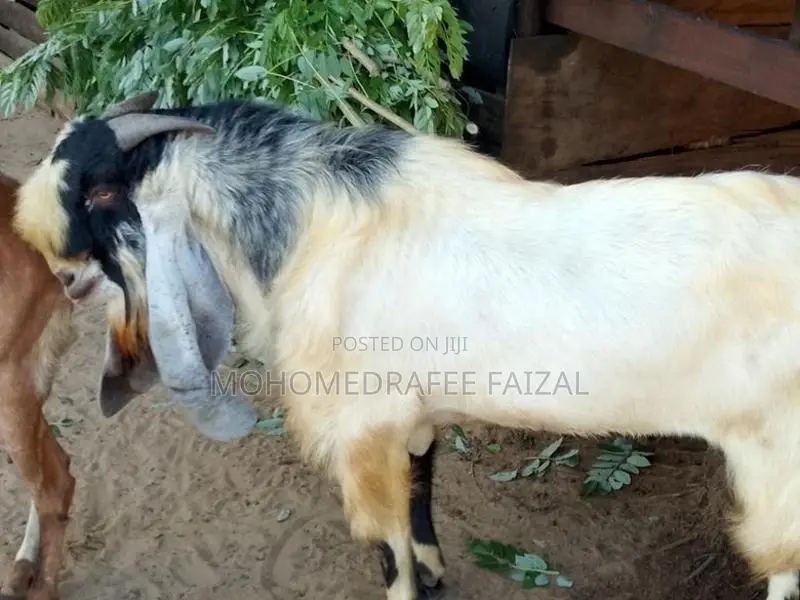 Jamnapari Male Goat