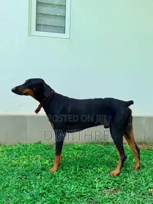 Doberman Dog