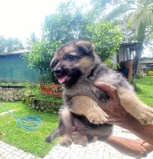 ජර්මන් ෂෙපඩ්