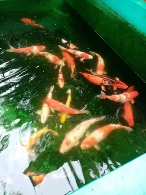 Koi Carp Fish