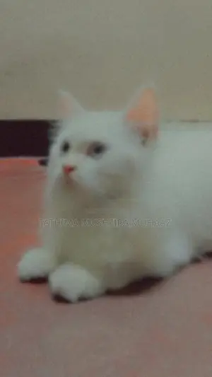 Persian Cat