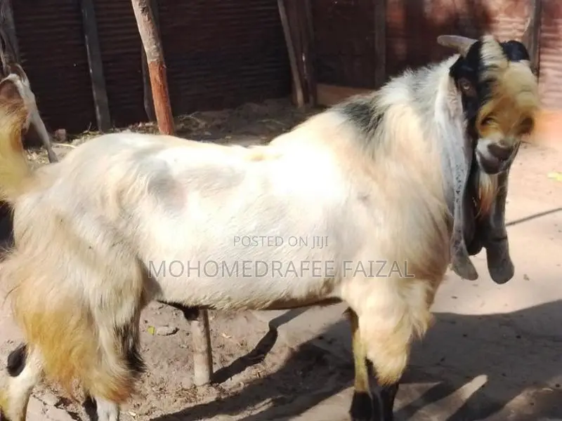 Jamnapari Male Goat