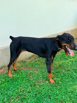Doberman Dog
