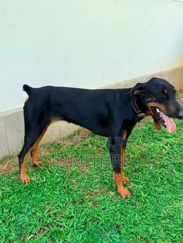 Doberman Dog