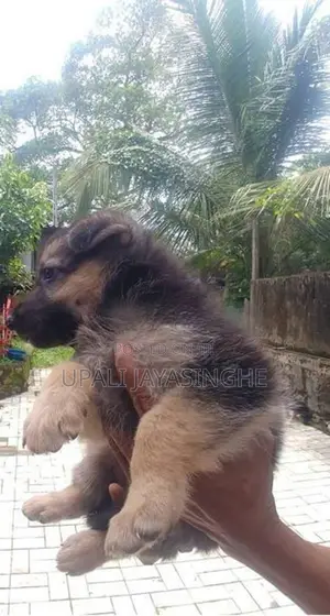 ජර්මන් ෂෙපඩ්