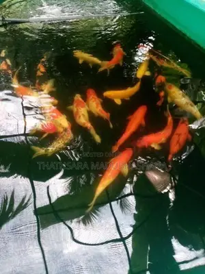 Koi Carp Fish
