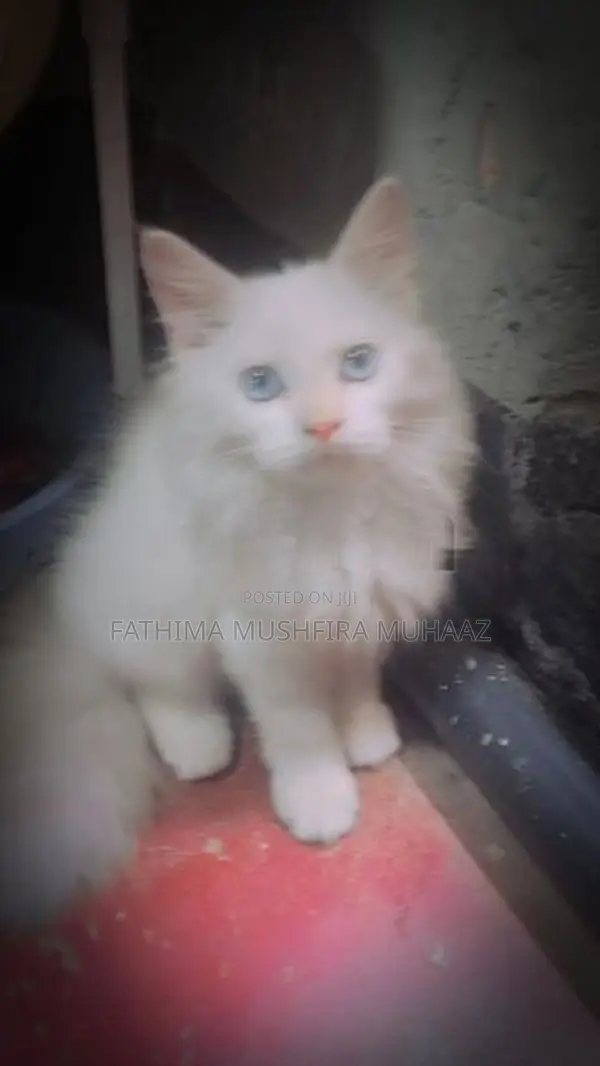 Persian Cat