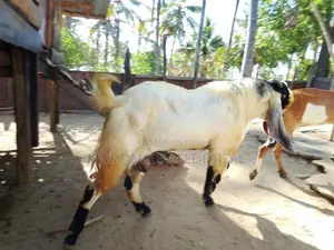 Jamnapari Male Goat